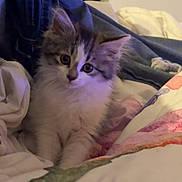Maya participe au concours pour gagner de l'argent avec cette photo : kitten, cat, fluffy, bed, blanket, denim, curious, cute, pet, indoor, feline, young, cozy, animal, fur, whiskers, resting, soft, domestic, companion