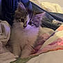 kitten, cat, fluffy, bed, blanket, denim, curious, cute, pet, indoor, feline, young, cozy, animal, fur, whiskers, resting, soft, domestic, companion