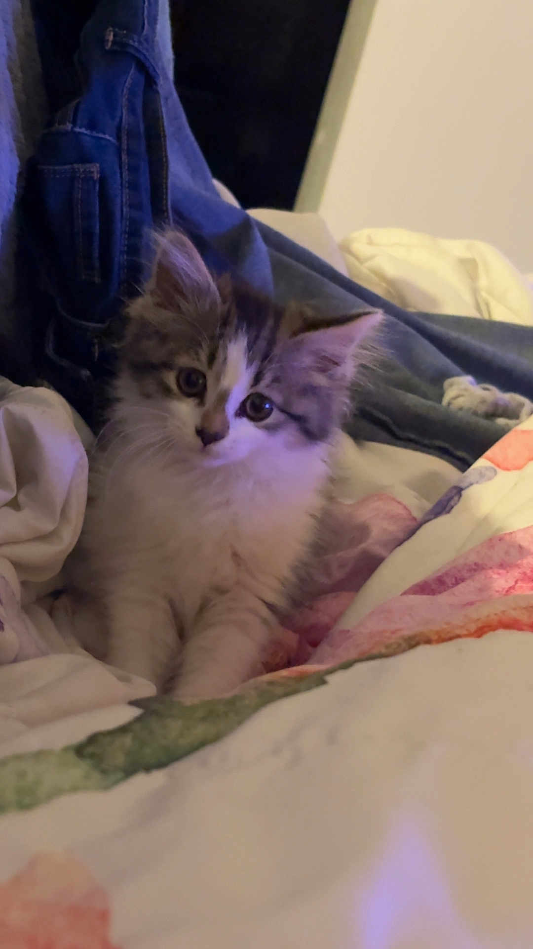 Maya participe au concours pour gagner de l'argent avec cette photo : kitten, cat, fluffy, bed, blanket, denim, curious, cute, pet, indoor, feline, young, cozy, animal, fur, whiskers, resting, soft, domestic, companion