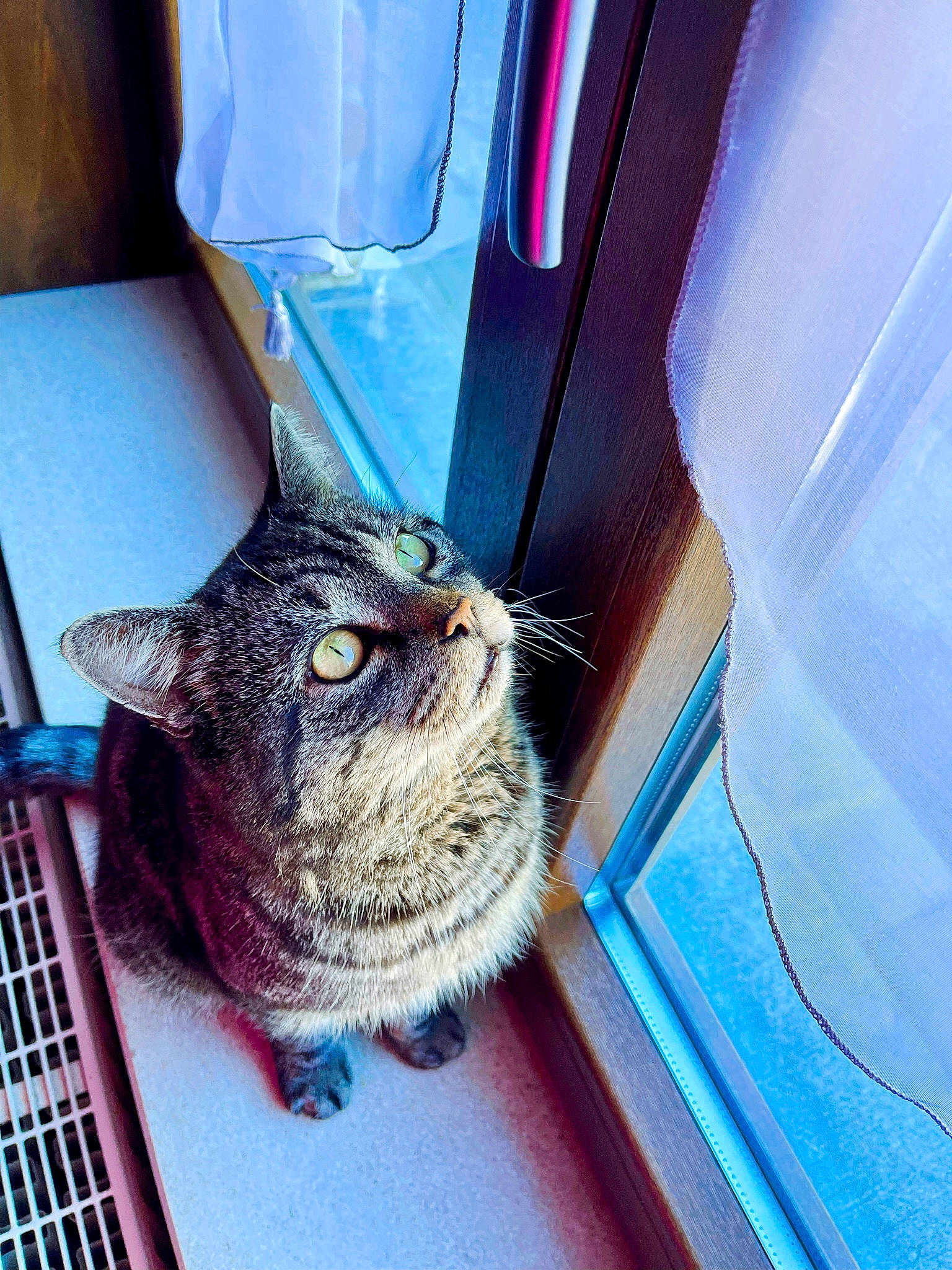 Jo a rejoint le concours — aidez-le/la à gagner de superbes lots ! azure, black_cat, blue, carnivore, cat, claw, comfort, domestic_short_haired_cat, electric_blue, felidae, flooring, fur, paw, small_to_medium_sized_cats, snout, tail, textile, whiskers, window, wood