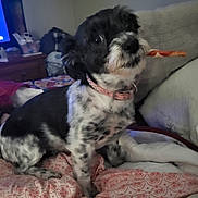 Dozer is registered to the contest to win money with this photo: animal, bedroom, black_and_white, blanket, chew_stick, collar, companion, couch, cozy, curious, cute, dog, fur, furniture, indoor, pet, pillow, sitting, small_dog, spotted