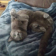 Jellybelly joined the competition — help win amazing prizes! animal, blanket, cat, cozy, cute, domestic_animal, feline, fluffy, fur, gray_cat, green_eyes, indoor, lying_down, paws, pet, relaxed, resting, soft_texture, tail, upside_down