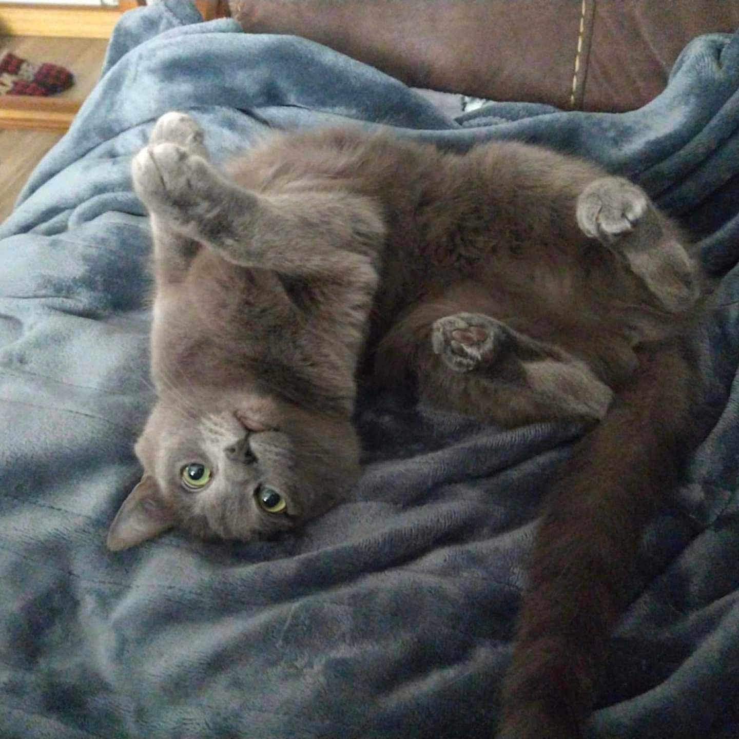 Jellybelly