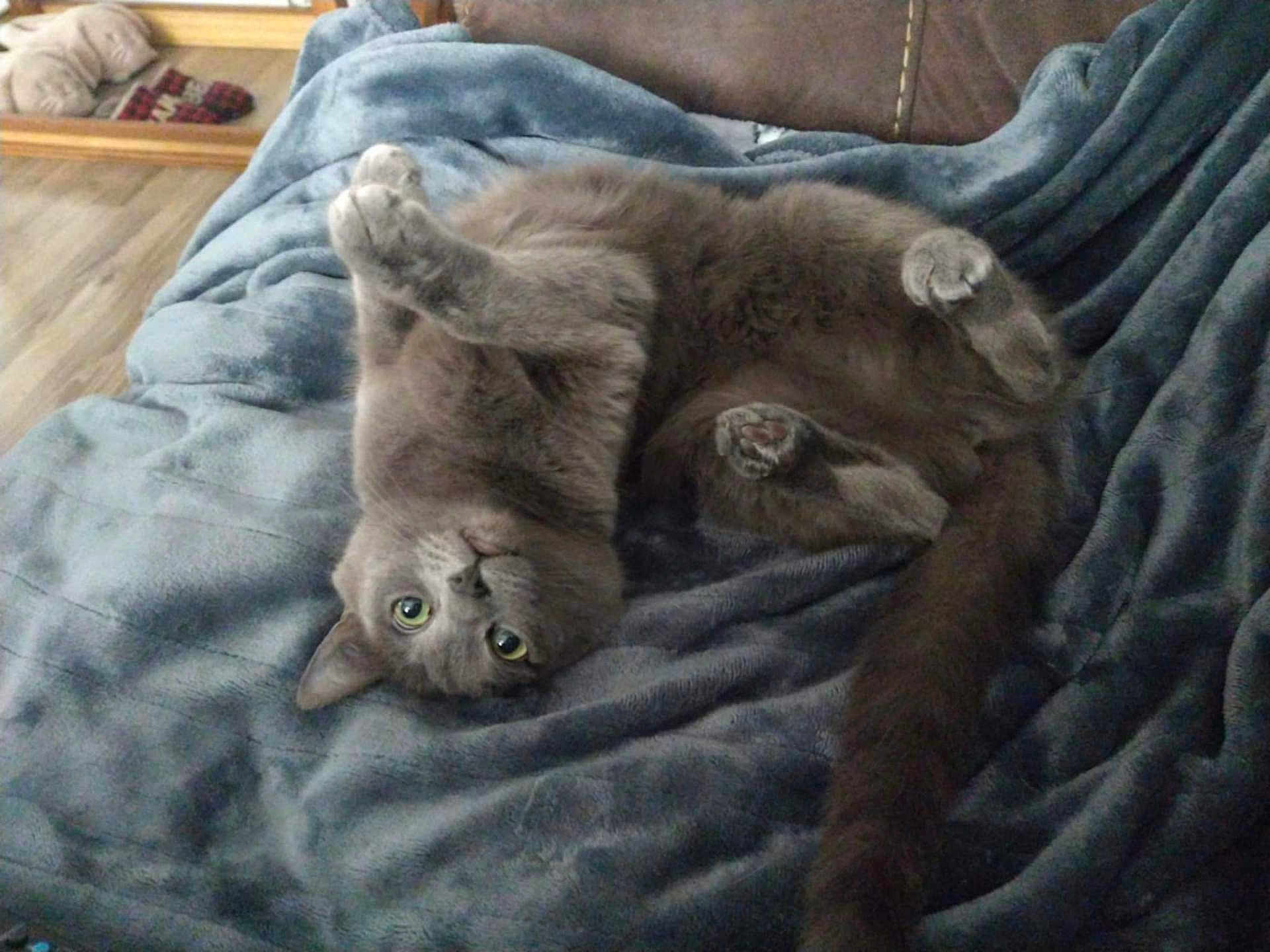 Jellybelly
