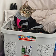 Nala a rejoint le concours — aidez-le/la à gagner de superbes lots ! cat, tabby_cat, laundry_basket, blanket, sweater, indoor, pet, curious, green_eyes, cozy, plastic_basket, soft, feline, cute, domestic_cat, resting, head_tilt, household, comfortable, animal