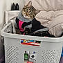 cat, tabby_cat, laundry_basket, blanket, sweater, indoor, pet, curious, green_eyes, cozy, plastic_basket, soft, feline, cute, domestic_cat, resting, head_tilt, household, comfortable, animal