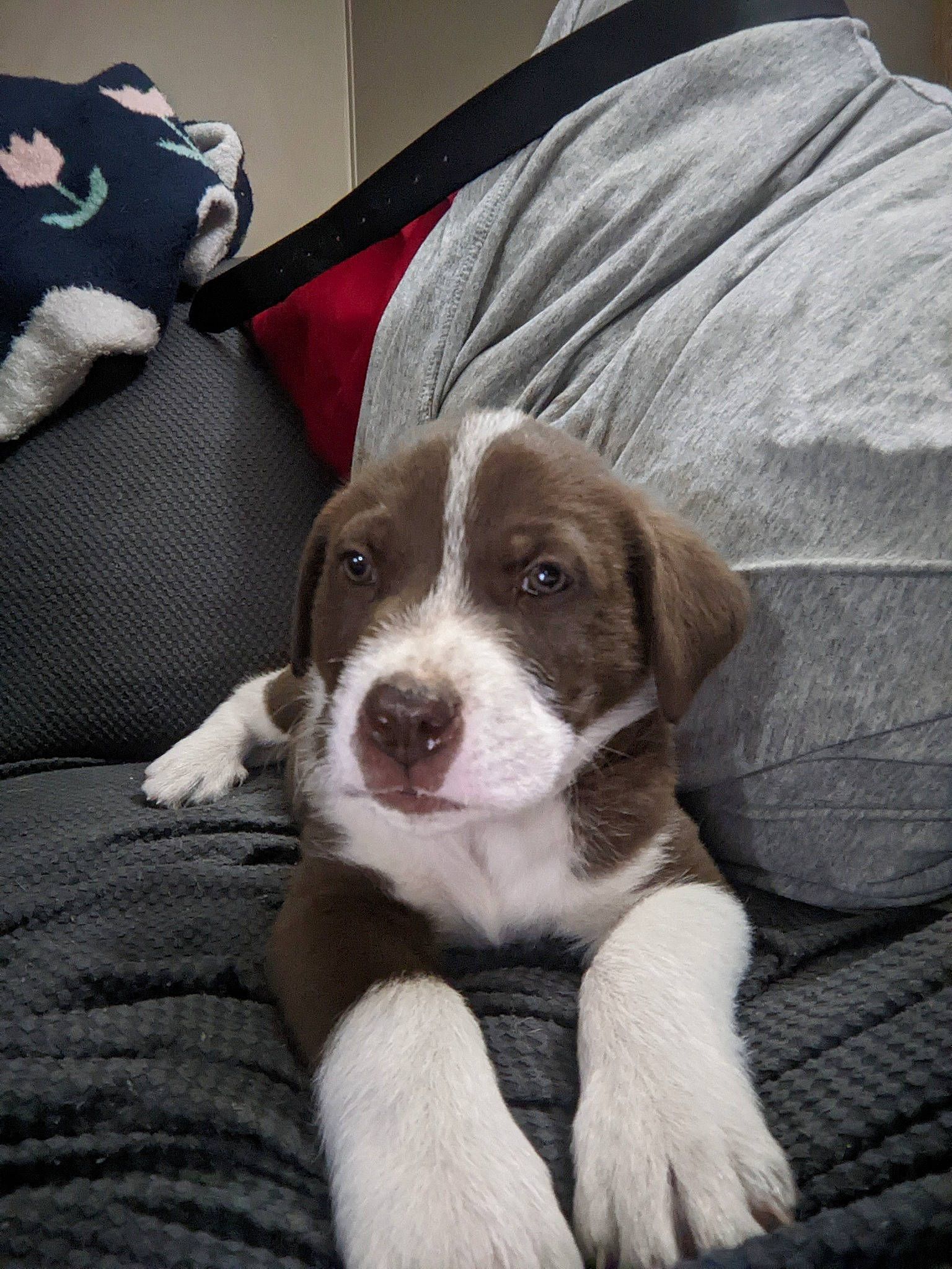 Shepherd is registered to the contest to win money with this photo: carnivore, comfort, companion_dog, dog, dog_breed, fur, grey, linens, liver, pillow, recipe, terrestrial_animal, whiskers, working_animal