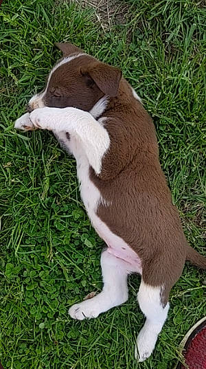 Shepherd joined the competition — help win amazing prizes! canidae, carnivore, companion_dog, dog, dog_breed, fawn, fur, grass, groundcover, herb, liver, non_sporting_group, paw, sporting_group, tail, terrestrial_animal, whiskers, wood, working_animal