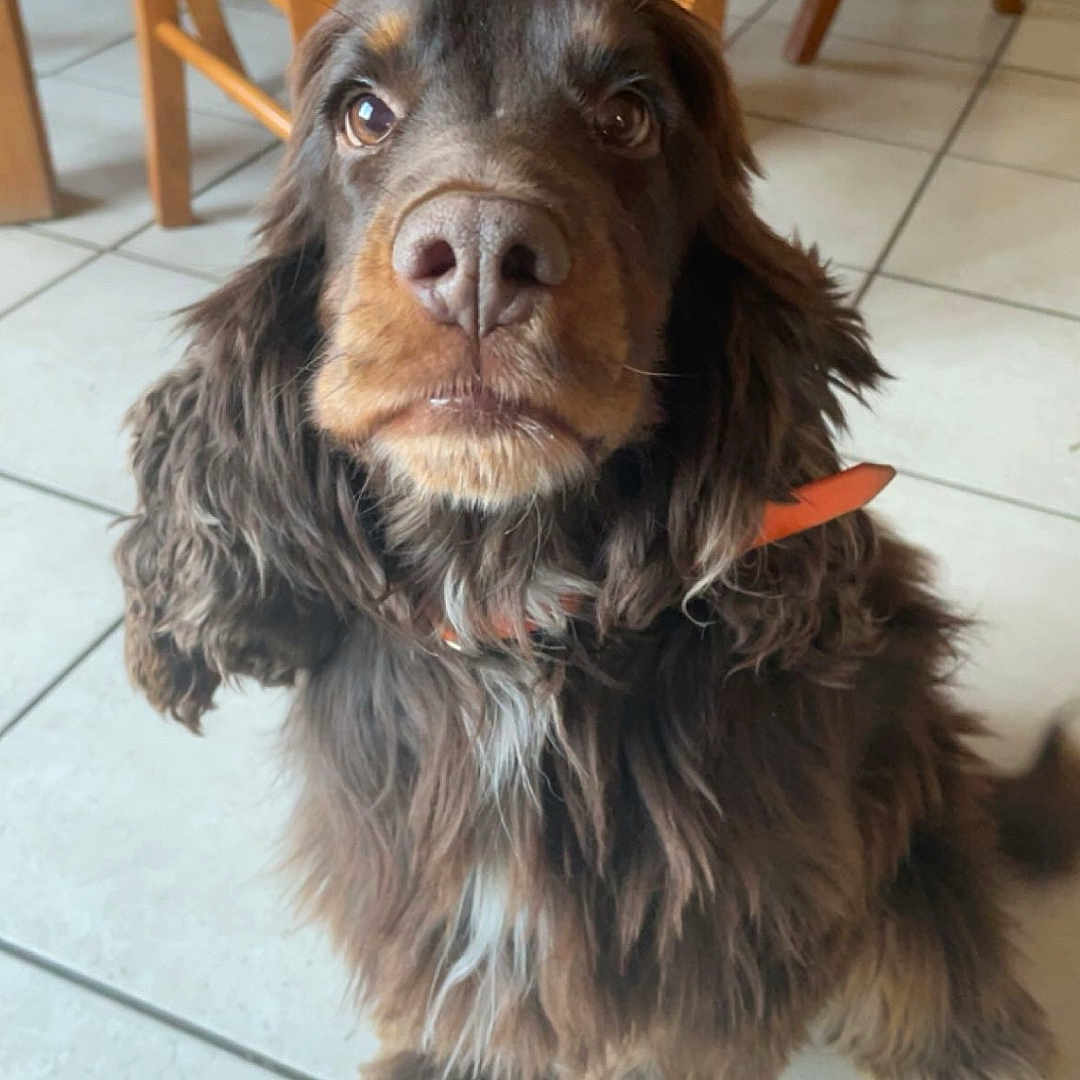 Praline participe au concours pour gagner de l'argent avec cette photo : animal, brown, collar, companionship, cute, dog, domestic, floor, fluffy, friendly, furry, household, indoor, long_ears, looking_up, mammal, pet, sitting, tile_floor, wooden_chair