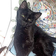 Leo joined the competition — help win amazing prizes! adult, animal, architecture, bed, bedroom, blackcat, cat, couch, cushion, female, furniture, homedecor, indoors, kitten, manx, person, pet, quilt, room, woman
