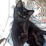 adult, animal, architecture, bed, bedroom, blackcat, cat, couch, cushion, female, furniture, homedecor, indoors, kitten, manx, person, pet, quilt, room, woman