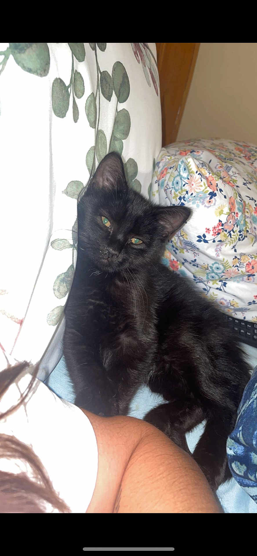 Leo joined the competition — help win amazing prizes! adult, animal, architecture, bed, bedroom, blackcat, cat, couch, cushion, female, furniture, homedecor, indoors, kitten, manx, person, pet, quilt, room, woman