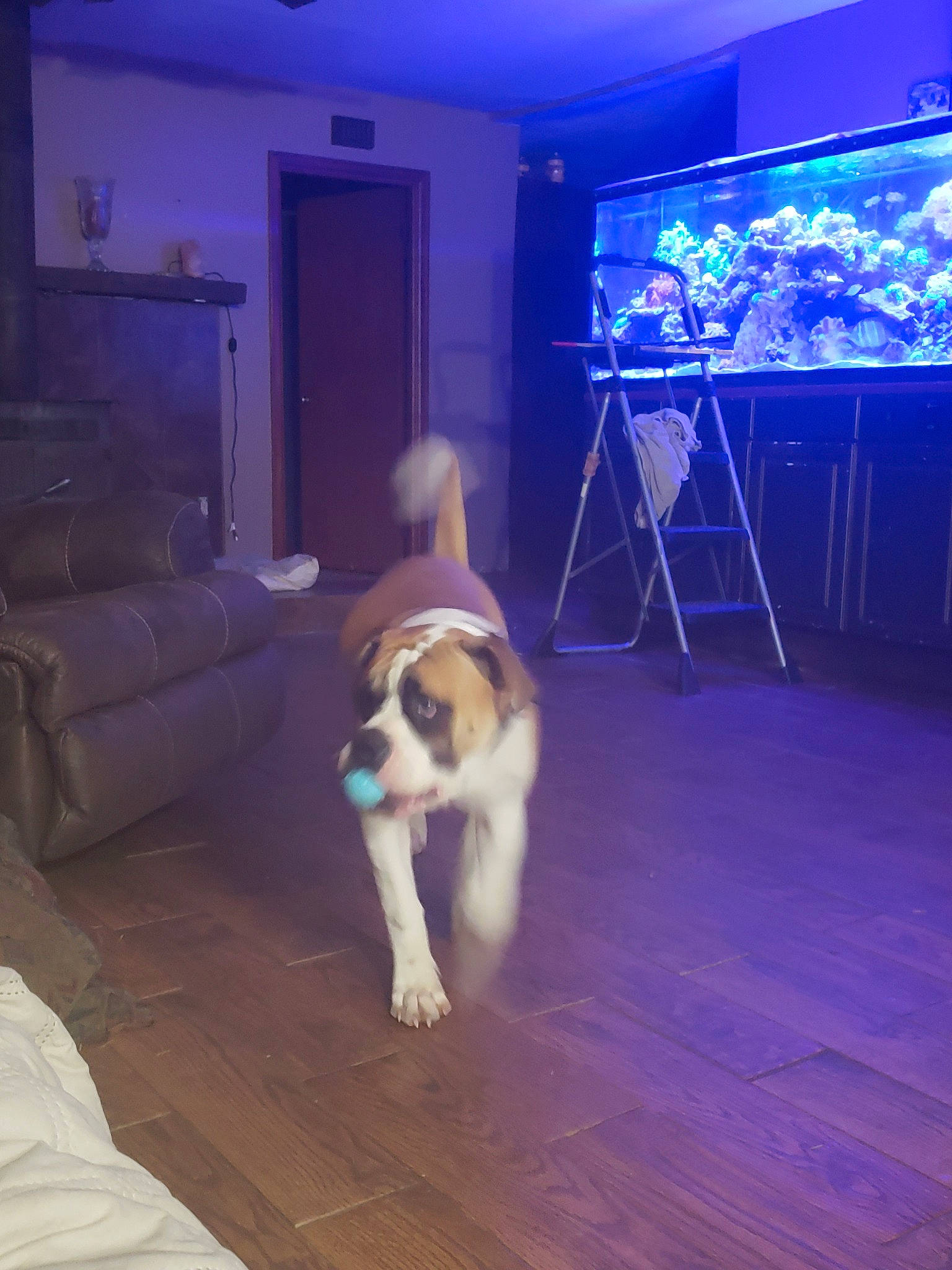 Axel joined the competition — help win amazing prizes! canidae, carnivore, companion_dog, dog, dog_breed, fawn, room, sporting_group, st_bernard