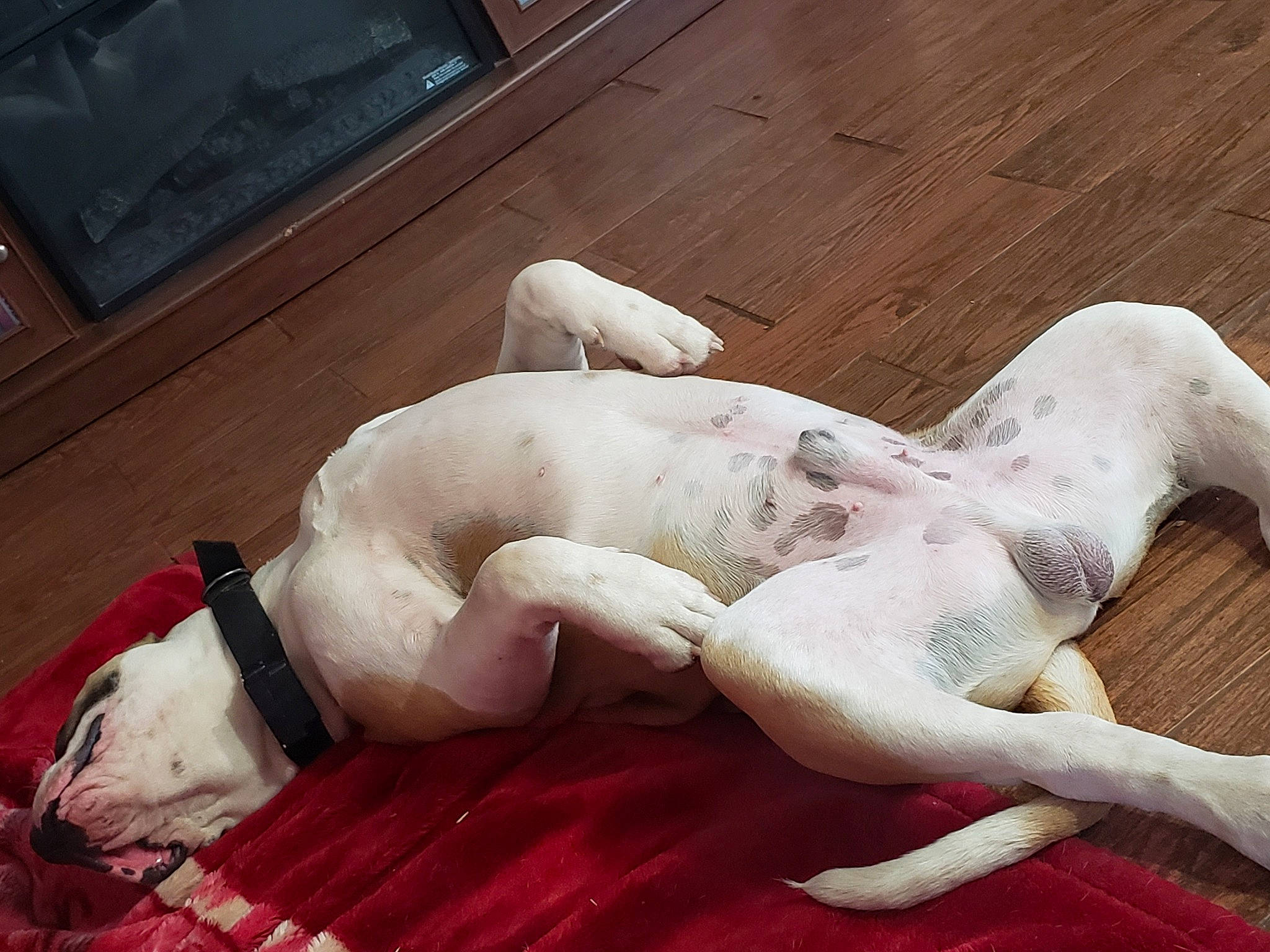 Axel joined the competition — help win amazing prizes! american_bulldog, canidae, carnivore, companion_dog, dog, dog_breed, fawn, great_dane, mammal, nap, non_sporting_group, paw, pointer, puppy_love, snout, sporting_group, tail, vertebrate