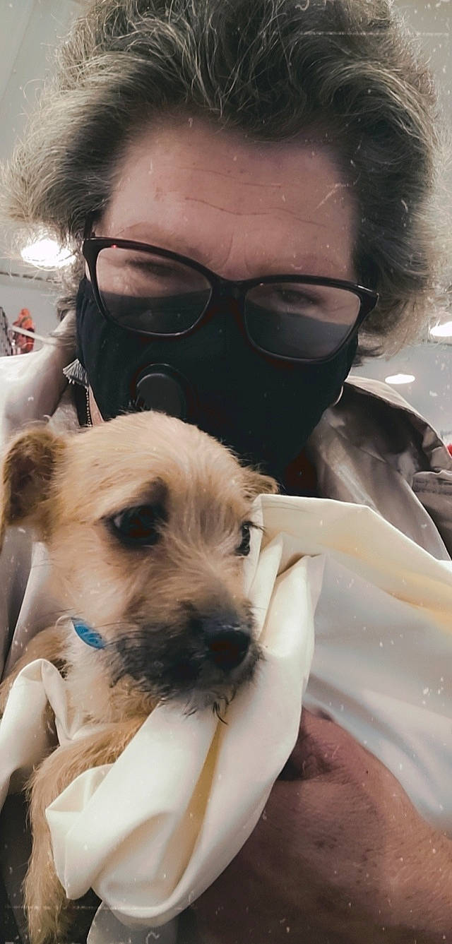 Bensley joined the competition — help win amazing prizes! beard, carnivore, companion_dog, dog, dog_breed, ear, eyelash, eyewear, fawn, fur, glasses, puppy_love, selfie, snout, sporting_group, sunglasses, toy_dog, vision_care, whiskers, working_animal