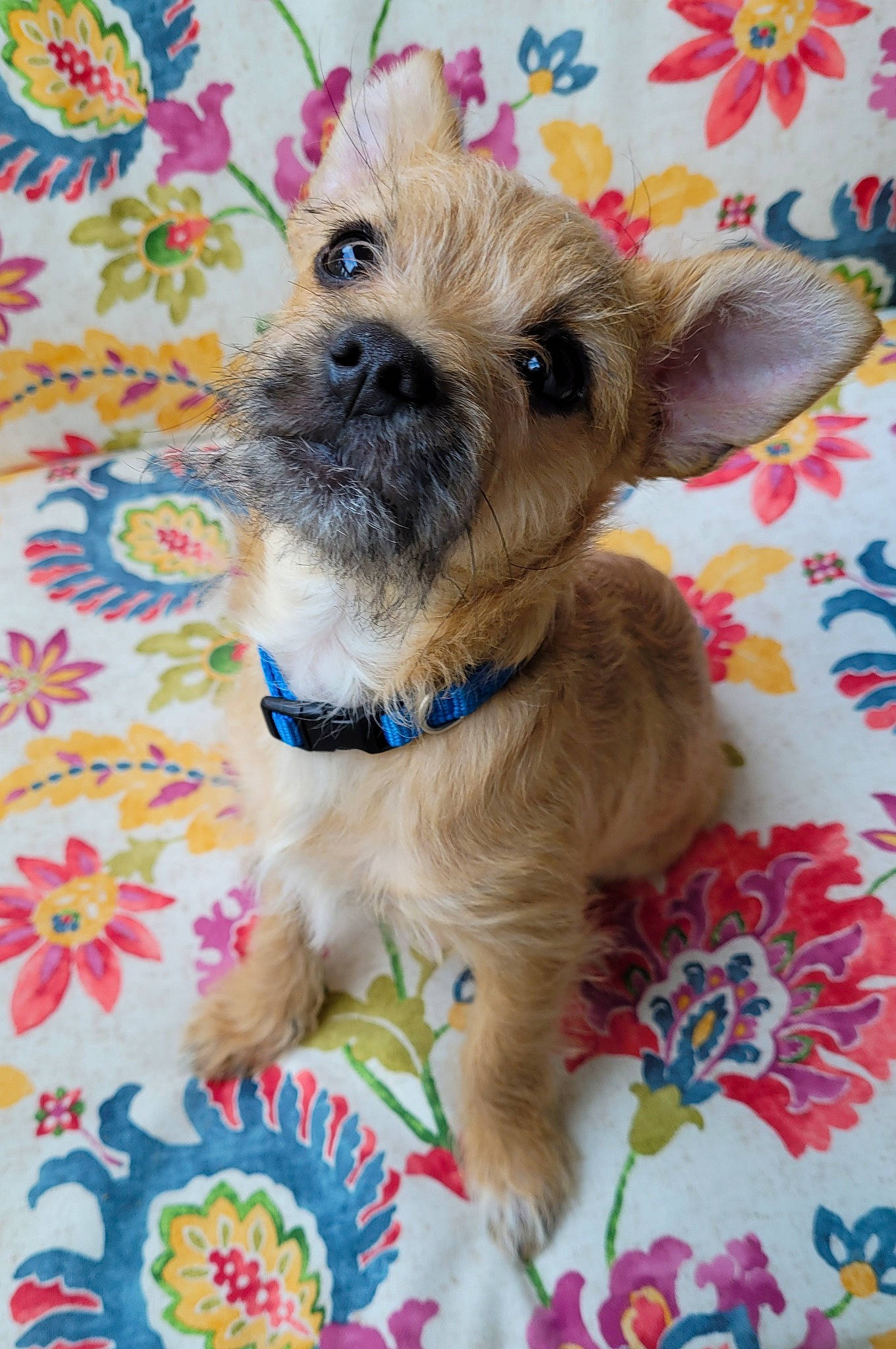 Bensley joined the competition — help win amazing prizes! canidae, carnivore, collar, companion_dog, dog, dog_breed, dog_clothes, dog_collar, dog_supply, fashion_accessory, fawn, fur, pattern, pet_supply, pink, puppy, snout, sporting_group, toy_dog, working_animal