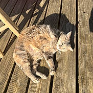 Joy participe au concours pour gagner de l'argent avec cette photo : cat, animal, pet, feline, sunlight, wooden_deck, outdoor, relaxed, resting, fur, shadow, planks, daylight, nature, cute, domestic_animal, sleepy, whiskers, paw, warm