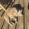 cat, animal, pet, feline, sunlight, wooden_deck, outdoor, relaxed, resting, fur, shadow, planks, daylight, nature, cute, domestic_animal, sleepy, whiskers, paw, warm
