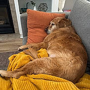 George joined the competition — help win amazing prizes! dog, golden_retriever, couch, pillow, blanket, indoor, resting, sleeping, furniture, home_decor, living_room, cozy, pet, fur, animal, relaxing, orange, yellow, gray, comfort