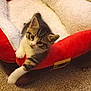 Phil is registered to the contest to win money with this photo: kitten, cat, tabby, pet, cat_bed, plush_bed, red_bed, white_fur, carpet, indoor, paw, whiskers, curious, portrait, cozy, looking_up, striped_fur, cute, small_animal, home