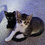 Phil is registered to the contest to win money with this photo: cat, kitten, kittens, black_cat, tabby_cat, carpet, indoor, pet, feline, paw, ear, eye, whiskers, sitting, close_up, cute, looking_at_camera, blurry, floor, watermark