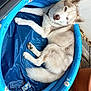 Ulson participe au concours pour gagner de l'argent avec cette photo : dog, husky, inflatable_pool, blue, outdoor, pet, canine, fur, paw, relaxed, garden, pot, soil, animal, domestic_animal, white, gray, collar, lying_down, backyard