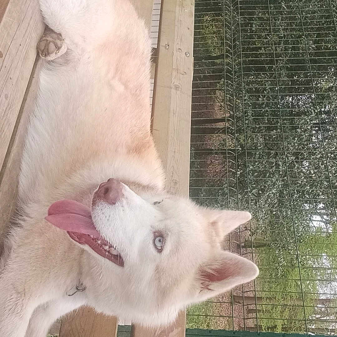 Ulson a rejoint le concours — aidez-le/la à gagner de superbes lots ! animal, bench, canine, collar, daylight, dog, ears, fence, fur, greenery, happy, husky, lying_down, mammal, nature, outdoor, pet, tongue_out, trees, wood