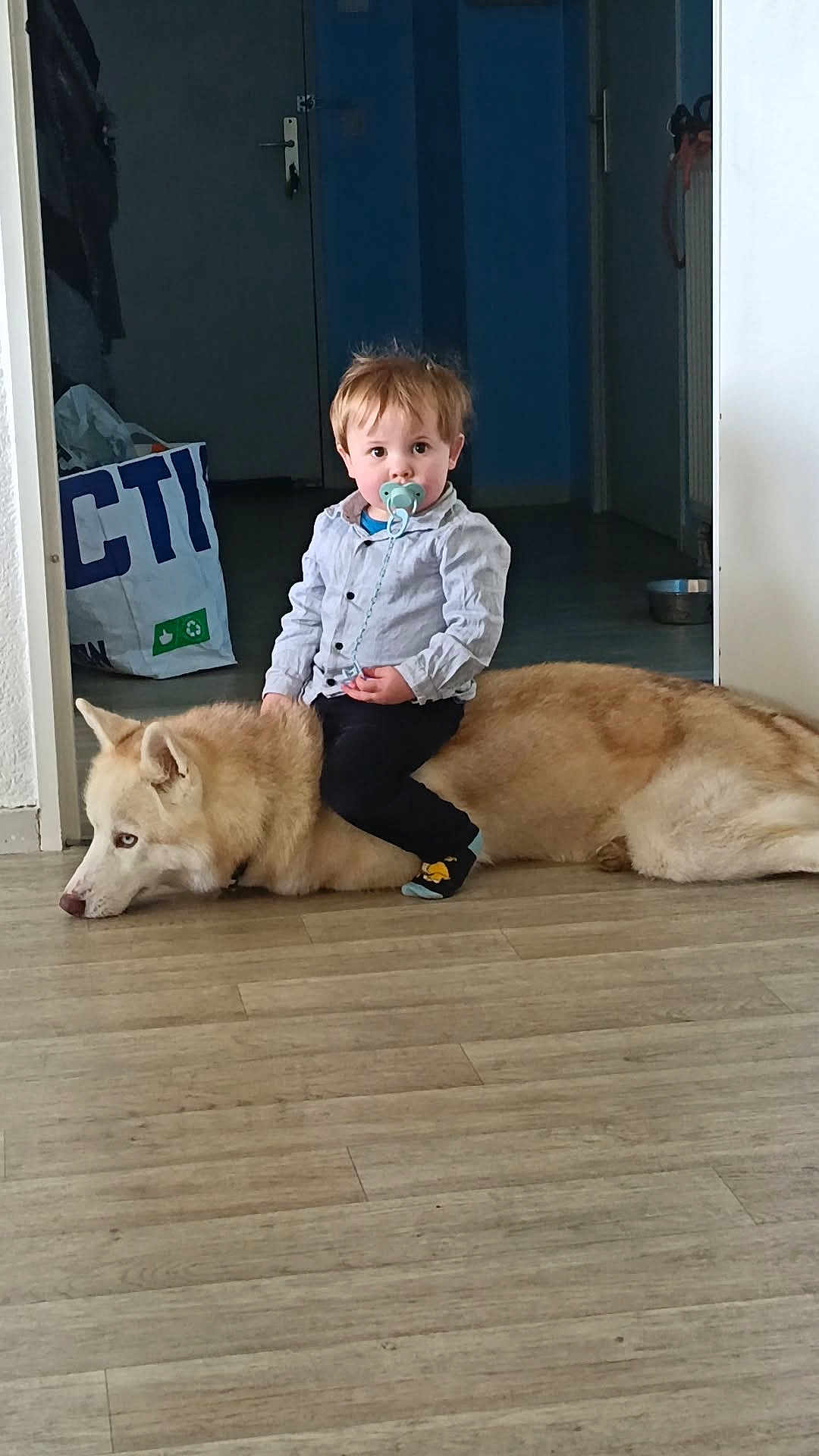 Ulson a rejoint le concours — aidez-le/la à gagner de superbes lots ! toddler, child, dog, husky, pacifier, indoor, floor, wooden_floor, pet, sitting, clothing, curly_hair, door, bag, calm, playing, home, animal, young_child, flooring