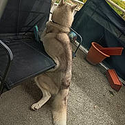 Ulson participe au concours pour gagner de l'argent avec cette photo : dog, husky, balcony, outdoor, chair, flower_pot, greenery, fence, pet, animal, sitting, tail, fur, daylight, concrete_floor, relaxing, nature, house, building, leisure