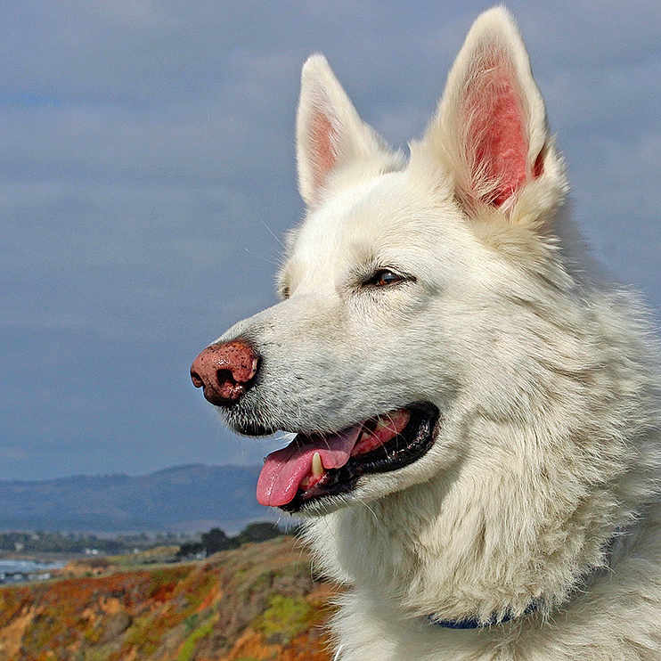 Aolani is registered to the contest to win money with this photo: dog, white_dog, canine, portrait, outdoors, closeup, fur, ears, tongue, panting, collar, profile, sky, coastline, hills, nature, happy, pet, animal, landscape