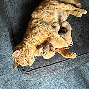 Simba is registered to the contest to win money with this photo: cat, orange_cat, tabby, plush_toy, stuffed_animal, ottoman, couch, carpet, indoor, pet, paws, whiskers, fur, cozy, toy, lounging, closeup, upholstery, living_room, relaxed