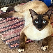Troublemaker is registered to the contest to win money with this photo: cat, siamese_cat, pet, animal, feline, blue_eyes, fur, paws, carpet, rug, indoor, resting, looking, whiskers, ears, cute, domestic_animal, mammal, closeup, laying_down