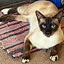 cat, siamese_cat, pet, animal, feline, blue_eyes, fur, paws, carpet, rug, indoor, resting, looking, whiskers, ears, cute, domestic_animal, mammal, closeup, laying_down