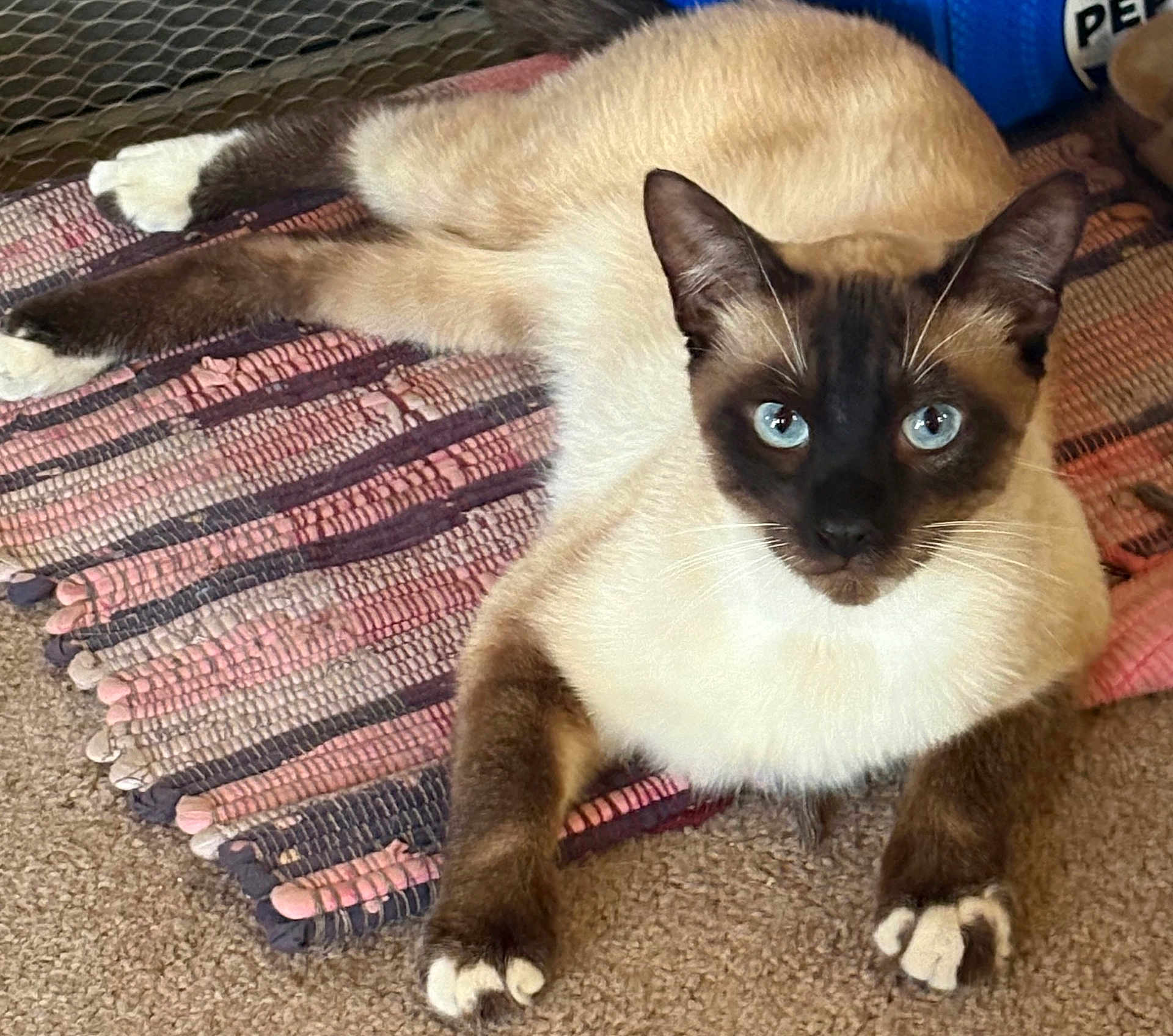 Troublemaker is registered to the contest to win money with this photo: cat, siamese_cat, pet, animal, feline, blue_eyes, fur, paws, carpet, rug, indoor, resting, looking, whiskers, ears, cute, domestic_animal, mammal, closeup, laying_down