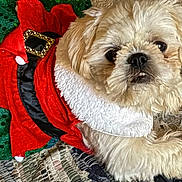 Reba is registered to the contest to win money with this photo: adorable, carpet, costume, cute, dog, festive, fluffy, fur, green, holiday, indoor, looking_up, pet, plush, puppy, red, relaxed, small_dog, toy, white_fur