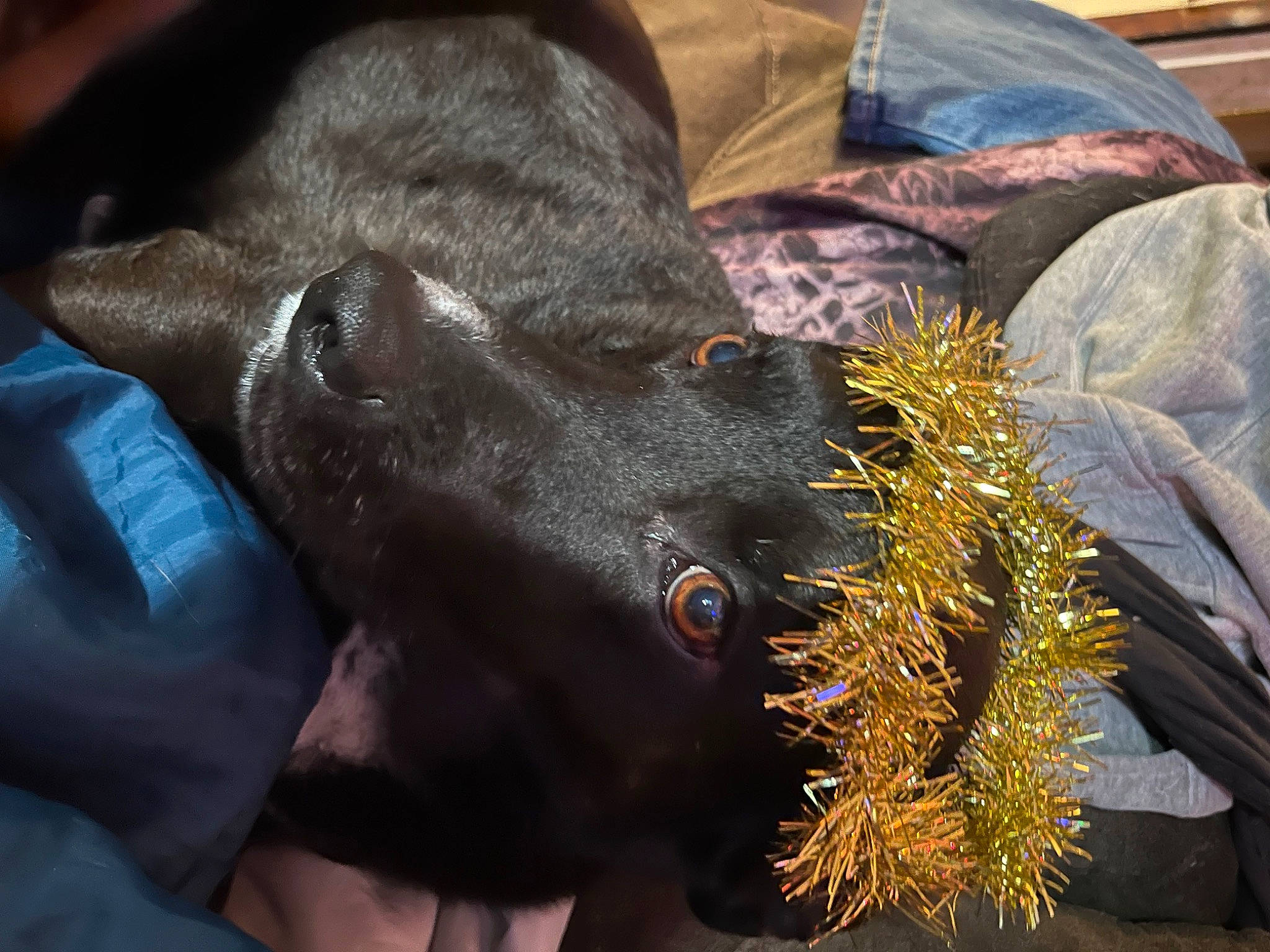 Patti is registered to the contest to win money with this photo: carnivore, claw, collar, comfort, companion_dog, conifer, dog, dog_breed, dog_collar, electric_blue, fur, guard_dog, liver, non_sporting_group, snout, sporting_group, tree, whiskers, working_animal