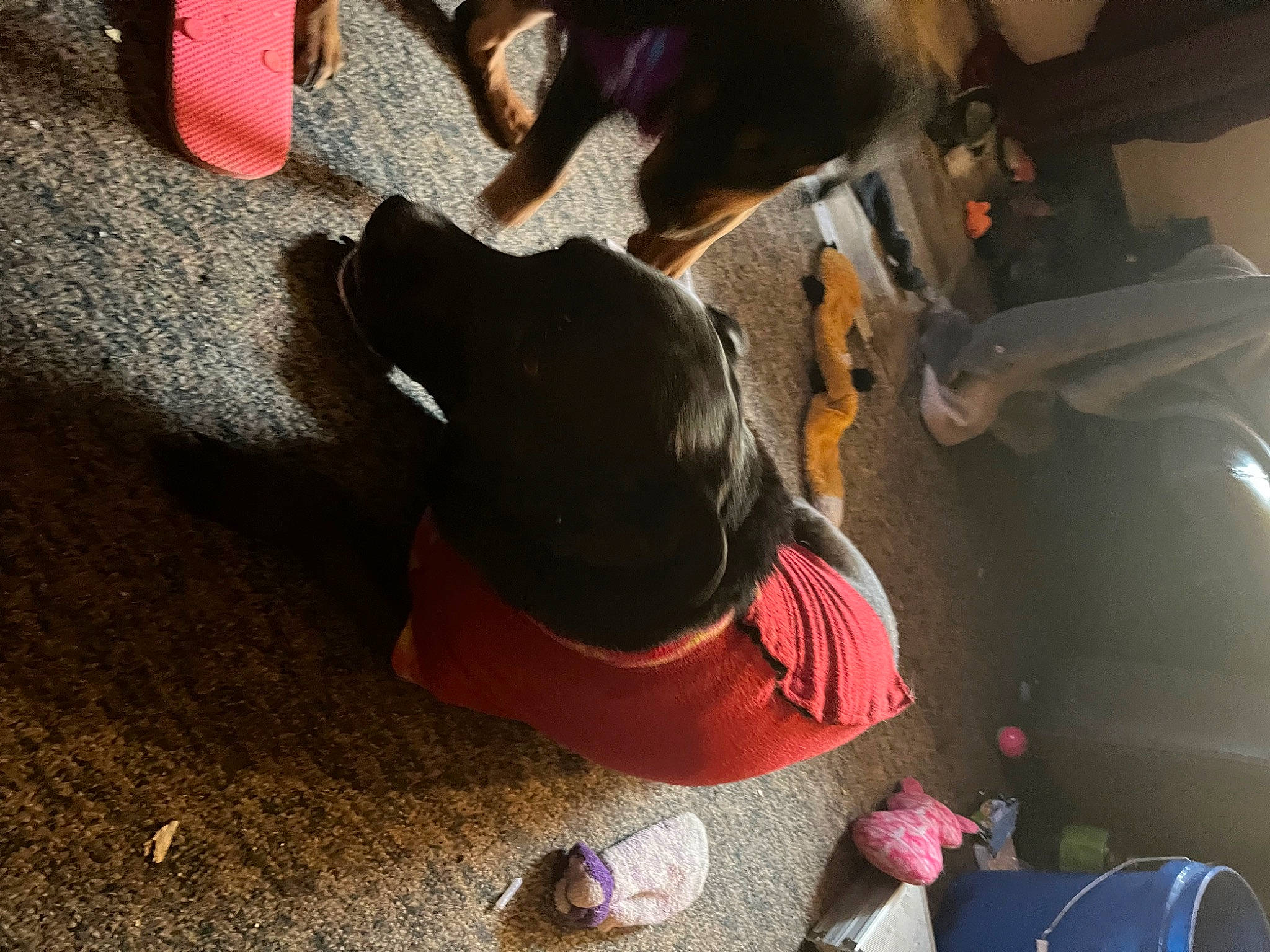 Patti is registered to the contest to win money with this photo: automotive_exterior, bumper, collar, comfort, companion_dog, dog, dog_breed, flooring, fun, shadow, soil, tail, vehicle_door