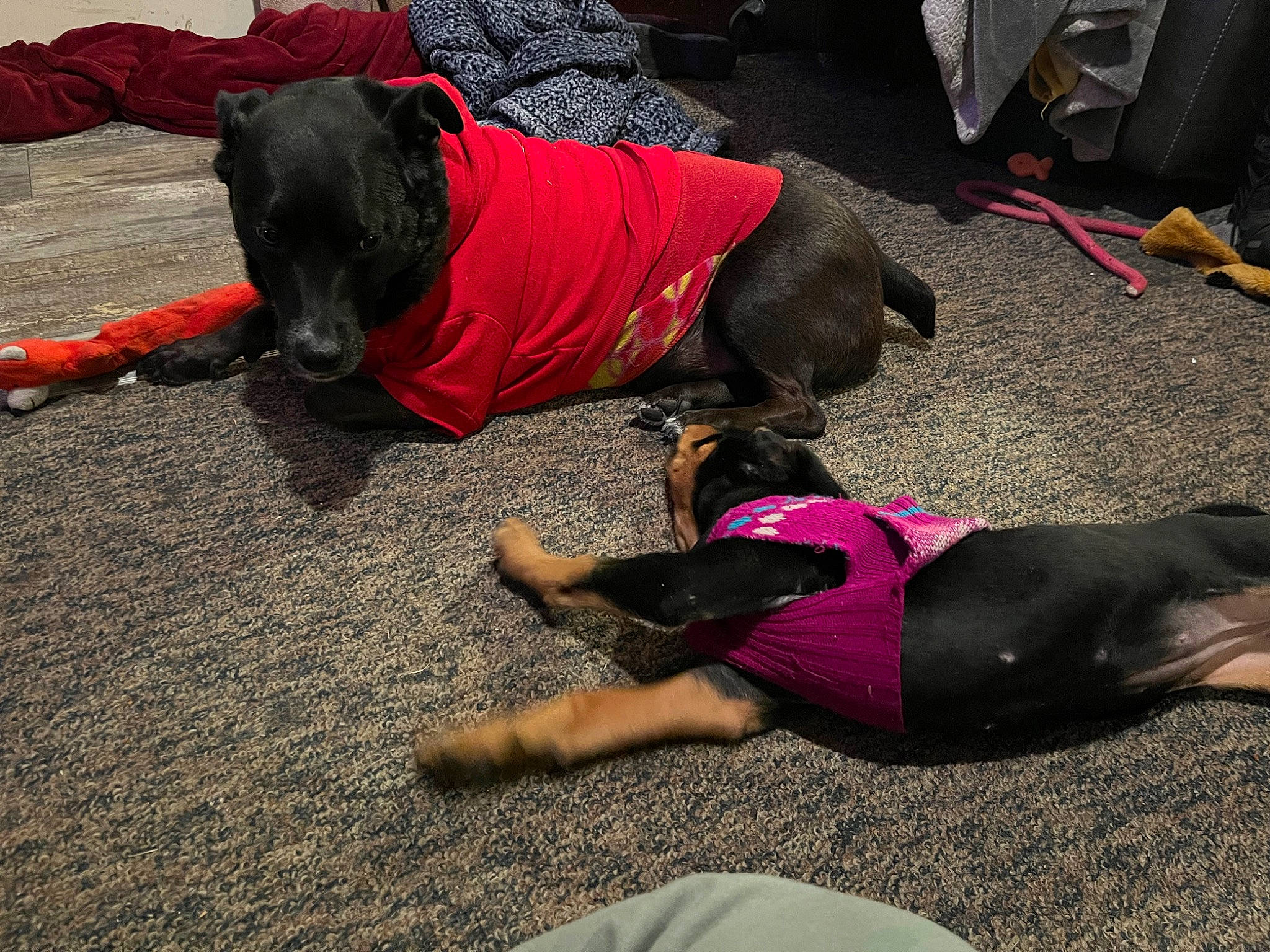 Patti joined the competition — help win amazing prizes! barefoot, carnivore, comfort, companion_dog, dog, dog_breed, event, flooring, foot, fun, grass, human_leg, knee, leisure, magenta, physical_fitness, sitting, sportswear, thigh, working_animal