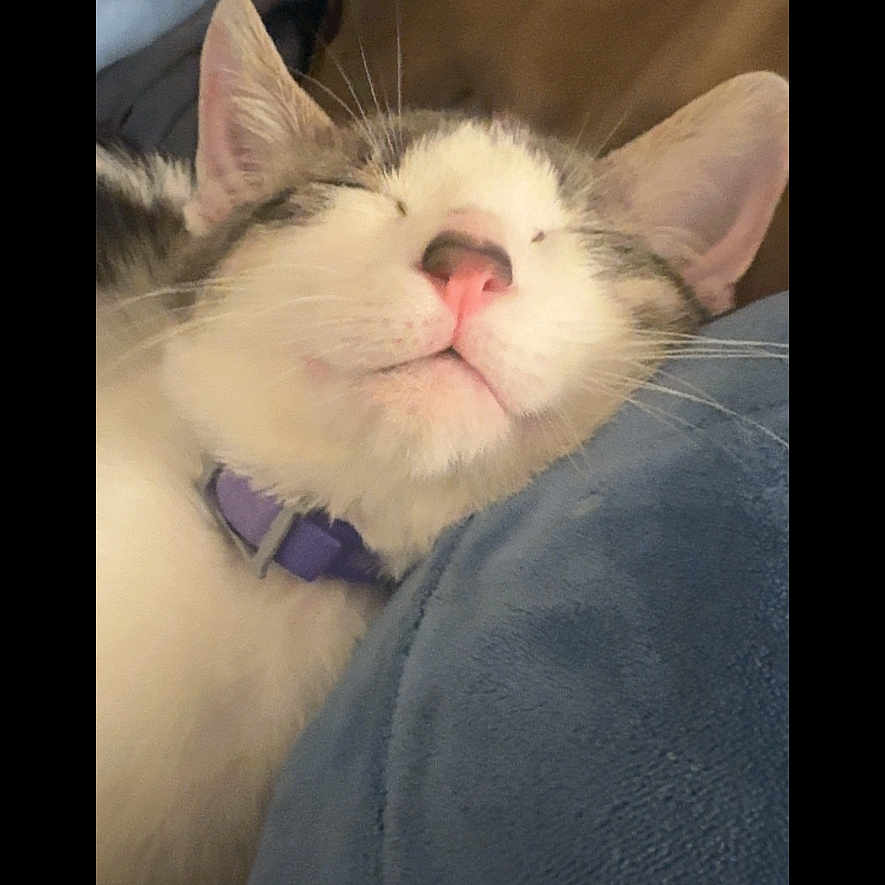 Kiki joined the competition — help win amazing prizes! cat, sleeping, collar, indoor, blanket, pillow, closeup, pet, fur, whiskers, resting, cozy, domestic, cute, portrait, animal, relaxation, comfort, feline, soft