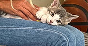 Kiki is registered to the contest to win money with this photo: kitten, cat, person, hand, jeans, lap, indoor, petting, furniture, couch, basketball, wall_art, curious, resting, gray_cat, white_cat, cozy, casual, relaxing, animal