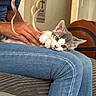 kitten, cat, person, hand, jeans, lap, indoor, petting, furniture, couch, basketball, wall_art, curious, resting, gray_cat, white_cat, cozy, casual, relaxing, animal