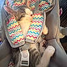 Kiki is registered to the contest to win money with this photo: kitten, sleeping, baby_carrier, zigzag_pattern, cozy, nap, pet, animal, fur, whiskers, paw, indoor, soft, cute, resting, comfort, colorful, fabric, strap, closeup