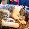 Kiki joined the competition — help win amazing prizes! kitten, cat, sleeping, fur, gray, white, paw, carpet, indoor, cozy, cute, resting, pet, animal, feline, young, soft, closeup, domestic, relaxed