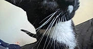 Cosmo joined the competition — help win amazing prizes! cat, black_and_white, tuxedo_cat, whiskers, close_up, pet, indoor, curious, animal, feline, head_tilt, paw, fur, domestic_animal, resting, human_arm, black_fur, white_fur, indoor_lighting, blurred