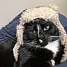 Cosmo is registered to the contest to win money with this photo: cat, black_cat, white_whiskers, green_eyes, hat, winter_hat, fluffy_hat, ear_flaps, indoor, cushion, blue_cushion, relaxed, pet, feline, close_up, portrait, cozy, cute, animal, domestic_animal