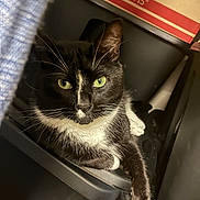 Cosmo joined the competition — help win amazing prizes! cat, tuxedo_cat, green_eyes, pet, animal, feline, whiskers, black_and_white, indoor, resting, storage, box, paw, curious, close_up, fur, domestic_animal, relaxed, looking, household