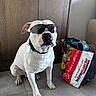 Axel participe au concours pour gagner de l'argent avec cette photo : dog, white_dog, sunglasses, indoor, tile_floor, wooden_cabinet, grocery_bag, intermarché, pet, animal, cool, sitting, collar, accessory, household, floor, domestic, cute, funny, companion