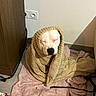 dog, blanket, mat, floor, wall, cabinet, power_outlet, leash, tile_floor, resting, wrapped, cozy, indoor, white_dog, pet, calm, relaxed, fur, snug, quiet