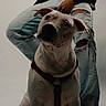 Axel a rejoint le concours — aidez-le/la à gagner de superbes lots ! dog, white_dog, harness, pet, animal, person, jeans, ripped_jeans, casual, studio, portrait, sitting, indoor, human_hand, clothing, fashion, cute, looking_up, companion, domestic_animal