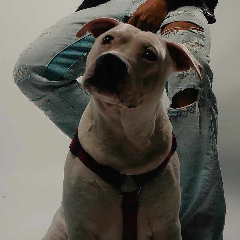 Axel a rejoint le concours — aidez-le/la à gagner de superbes lots ! dog, white_dog, harness, pet, animal, person, jeans, ripped_jeans, casual, studio, portrait, sitting, indoor, human_hand, clothing, fashion, cute, looking_up, companion, domestic_animal